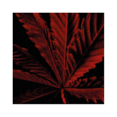 Habit Rouge L'Instinct